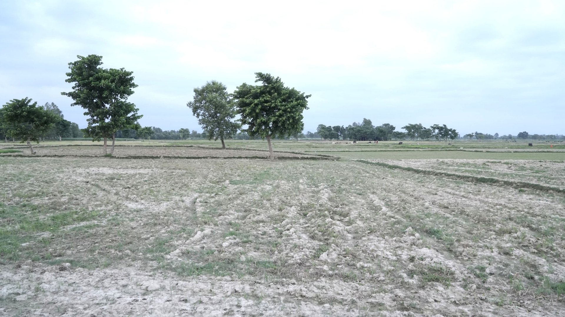 A field prepared for paddy plantation in Barahathwa Municipality-11, Hirapur Barrage, Sarlahi. Due to insufficient rainfall this year, paddy transplantation has not been possible in many fields that lack irrigation facilities, as the peak planting season ends | Photo: RSS