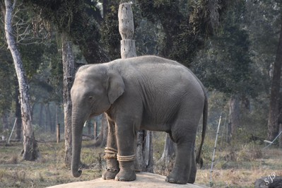 Chitwan’s Chained Elephants